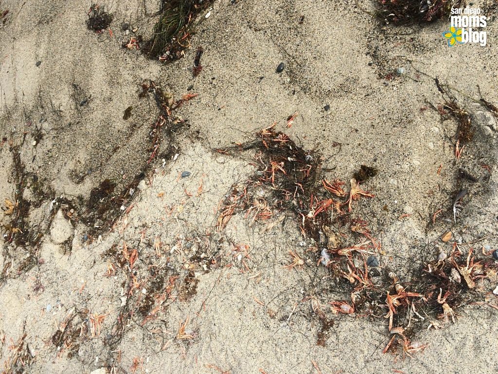 red tuna crab