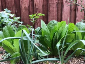 winter garden