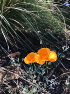 winter garden