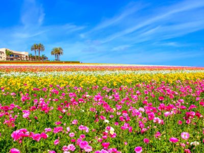 Flower Fields