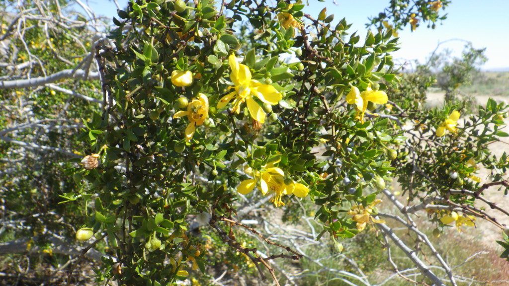Yellow desert flowers