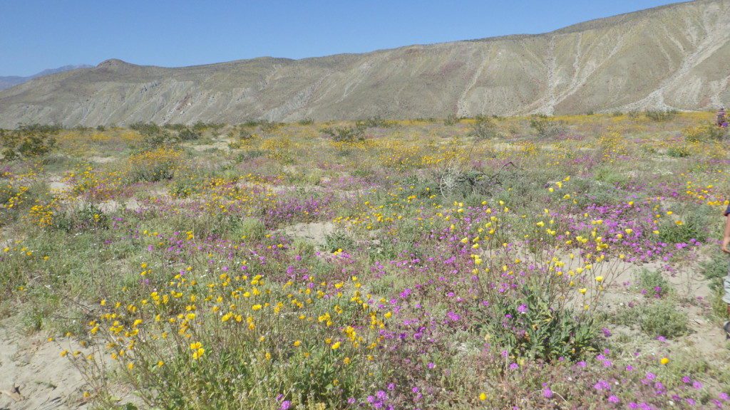 super bloom