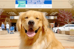 hi_res_kyler-scripps-therapy-dog-6ec69d75316adbbf532c90884b95c9eb_desktop_x++-1200×1200