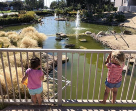 coronado marriott flamingos