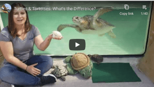 virtual animal encounter