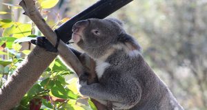 koala climbing a tree