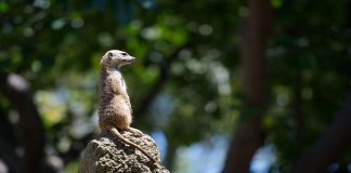 meerkat sitting on top of a termite mound