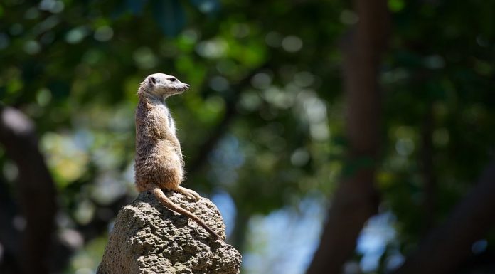 meerkat sitting on top of a termite mound