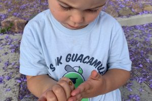 Ladybug