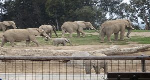 an elephant herd walking across a zoo exhibit