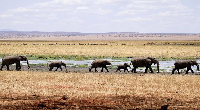 an elephant herd walks across the African savanna