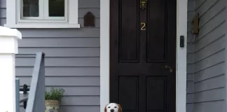 homelife video door with dog