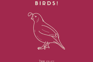 SummerCampBirds-Instagram