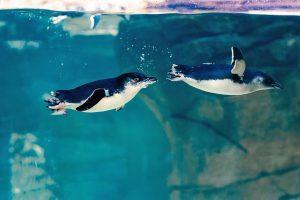 Birch Aquarium at Scripps | Photo: Jordann Tomasek