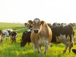 7 Reasons to Choose Organic Valley Milk for Your Family happy cow
