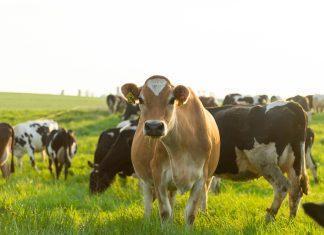 happy cow