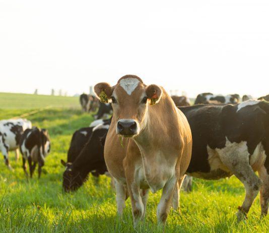 happy cow