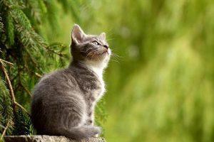 cat-2083492_640