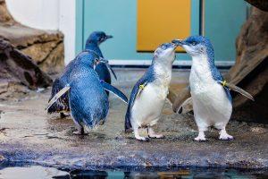 blue penguins birch aquarium