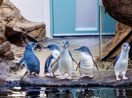 blue penguins birch aquarium