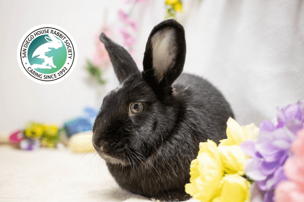 san diego rabbit society