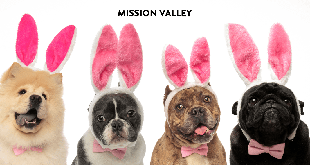 easter bunny dog