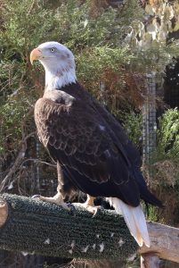 free things to do with kids in San Diego