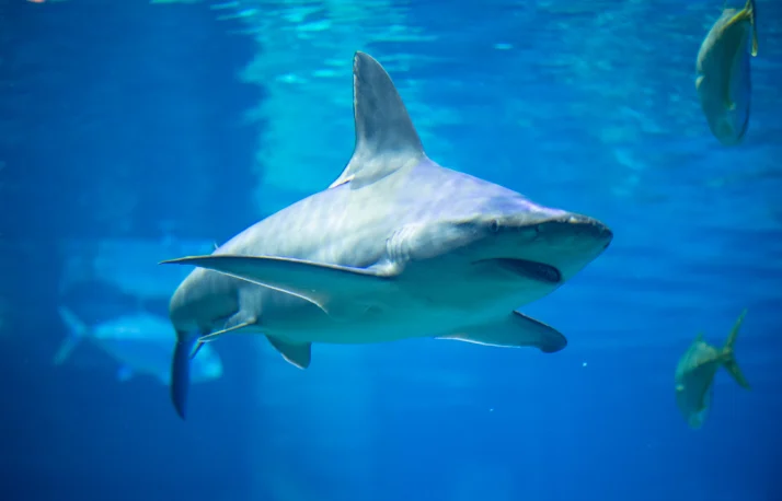 san diego shark encounter