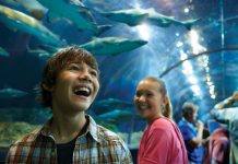 SeaWorld San Diego’s All-New Shark Encounter Opens May 22 Family at seaworld san diego Shark encounter Tunnel