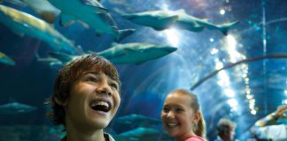 SeaWorld San Diego’s All-New Shark Encounter Opens May 22 Family at seaworld san diego Shark encounter Tunnel