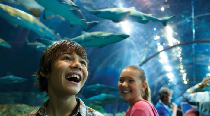 SeaWorld San Diego’s All-New Shark Encounter Opens May 22 Family at seaworld san diego Shark encounter Tunnel
